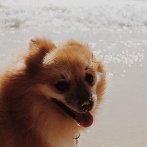 Meet your Posher, Lucianna